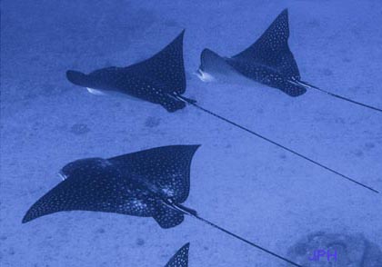 Fish of the Month: Spotted Eagle Ray Aetobatus narinari
